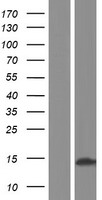 SPANX (SPANXC) Human Over-expression Lysate