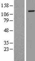 ZNF574 Human Over-expression Lysate