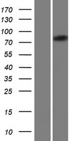 RAI16 (FAM160B2) Human Over-expression Lysate
