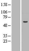 RNF38 Human Over-expression Lysate