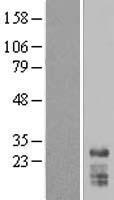 SNRPN Human Over-expression Lysate