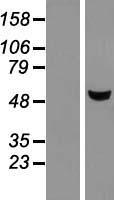 METTL4 Human Over-expression Lysate
