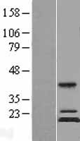 MRPS11 Human Over-expression Lysate