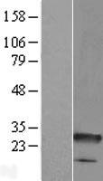 C8orf33 Human Over-expression Lysate