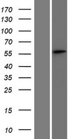 SPATS2 Human Over-expression Lysate