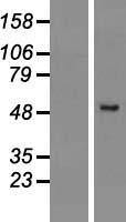 PRAMEF2 Human Over-expression Lysate