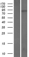 KRI1 Human Over-expression Lysate