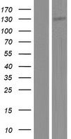 NOL6 Human Over-expression Lysate