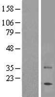 TAS2R7 Human Over-expression Lysate
