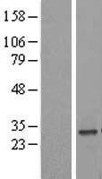 MRPS34 Human Over-expression Lysate