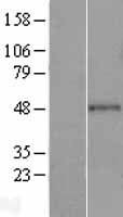 GRAMD2B Human Over-expression Lysate