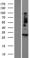 METRN Human Over-expression Lysate