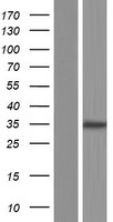 HOXB9 Human Over-expression Lysate