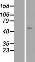 C7orf26 Human Over-expression Lysate
