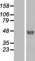 WDR18 Human Over-expression Lysate