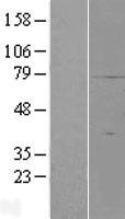 C19orf42 (SMIM7) Human Over-expression Lysate