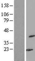 WDR77 Human Over-expression Lysate
