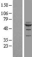 NOC4L Human Over-expression Lysate