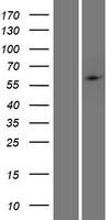PHF1 Human Over-expression Lysate
