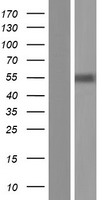 IRX1 Human Over-expression Lysate