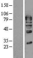 GMEB1 Human Over-expression Lysate