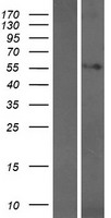 WDR25 Human Over-expression Lysate