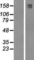 FYCO1 Human Over-expression Lysate