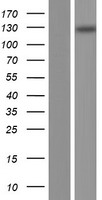TMCO7 (TANGO6) Human Over-expression Lysate