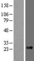 ARMC7 Human Over-expression Lysate