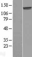 FAM184A Human Over-expression Lysate