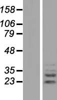 PLEKHF2 Human Over-expression Lysate