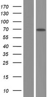 ANKHD1 Human Over-expression Lysate