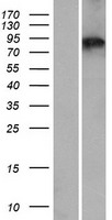 ZBBX Human Over-expression Lysate