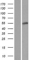 MSANTD2 Human Over-expression Lysate