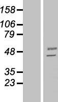 MANEA Human Over-expression Lysate