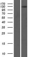 Multimerin 2 (MMRN2) Human Over-expression Lysate