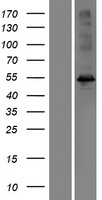 MORN1 Human Over-expression Lysate