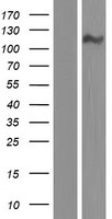 CPED1 Human Over-expression Lysate