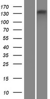 ATP8B4 Human Over-expression Lysate