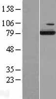 ESRP2 Human Over-expression Lysate