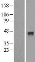 FUZ Human Over-expression Lysate