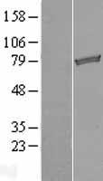 TARS2 Human Over-expression Lysate