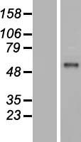 KIAA1539 (FAM214B) Human Over-expression Lysate