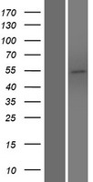 PLEKHO2 Human Over-expression Lysate