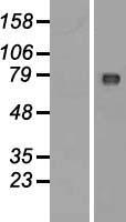 C2orf44 (WDCP) Human Over-expression Lysate