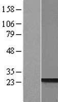 PRR3 Human Over-expression Lysate