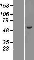 CYP2A7 Human Over-expression Lysate