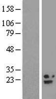 B9D2 Human Over-expression Lysate