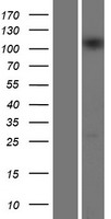 INTS5 Human Over-expression Lysate