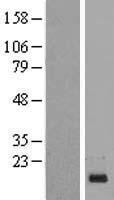 C1orf21 Human Over-expression Lysate
